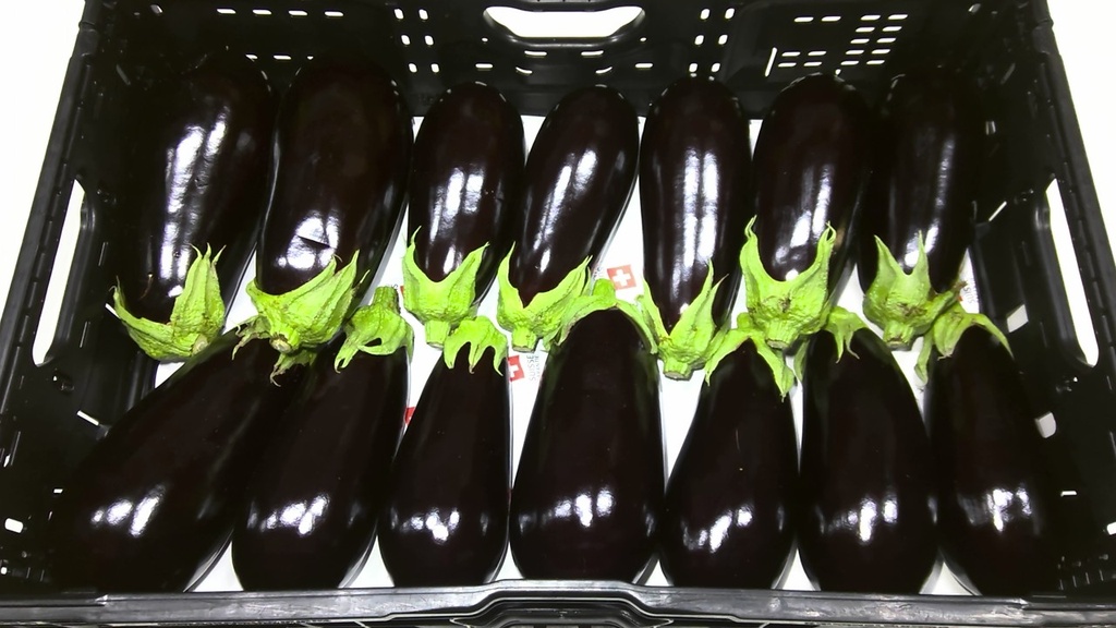 Aubergine ronde franper 8.300gr.